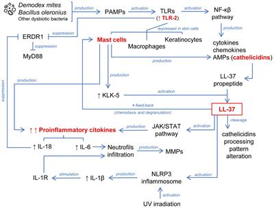 Rosacea, microbiome and probiotics: the gut-skin axis